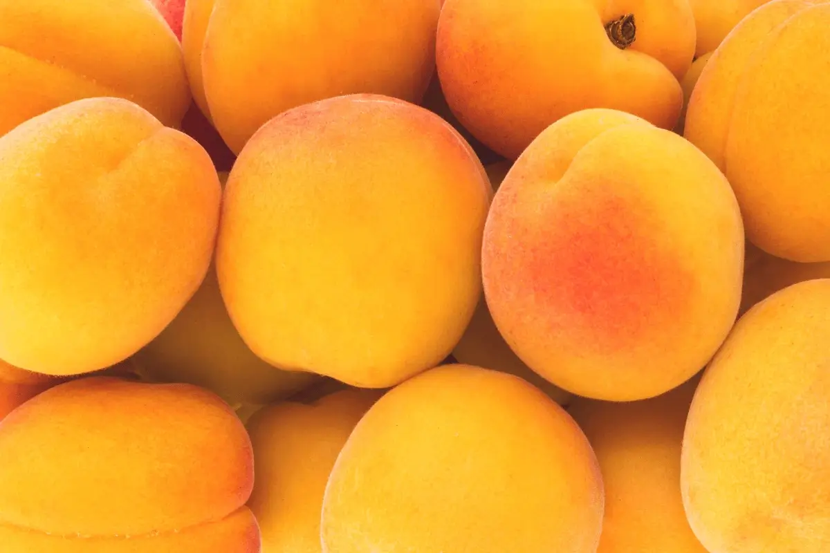 Apricot is one of the best fruits for immune system