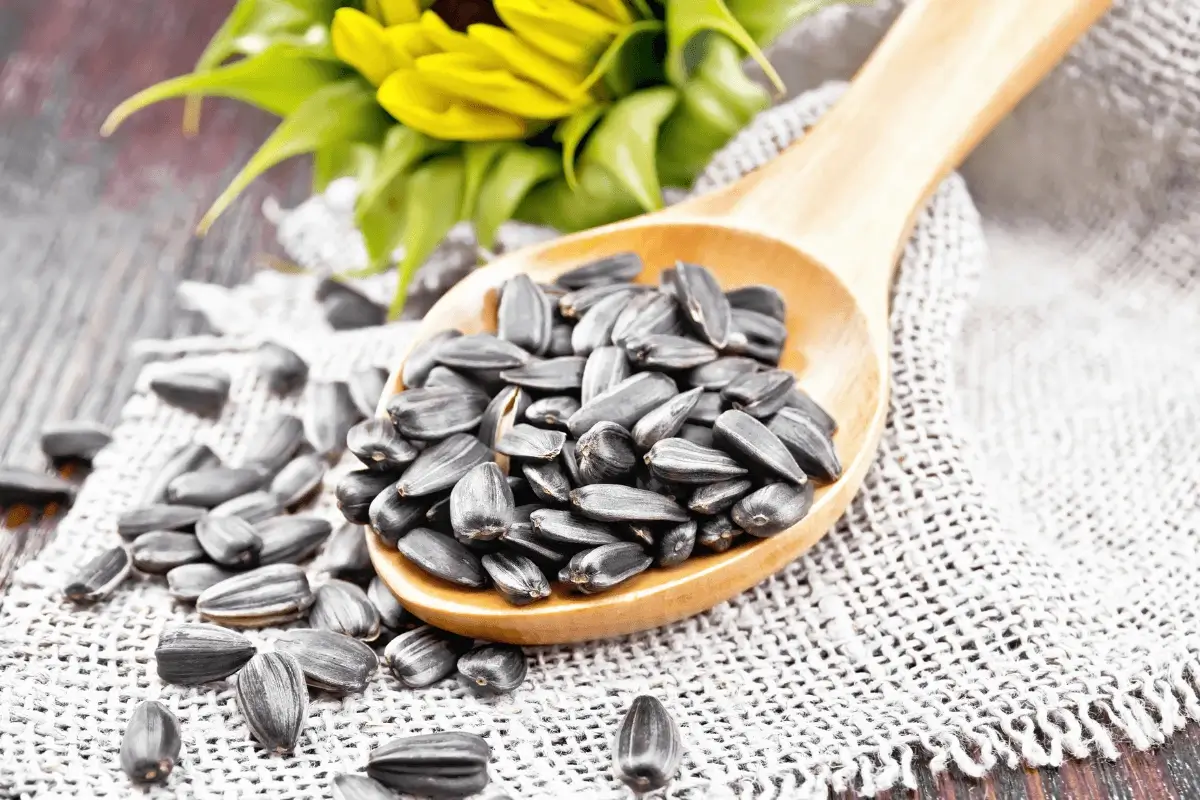 Sunflower Seeds is one of the best herbs for the immune system