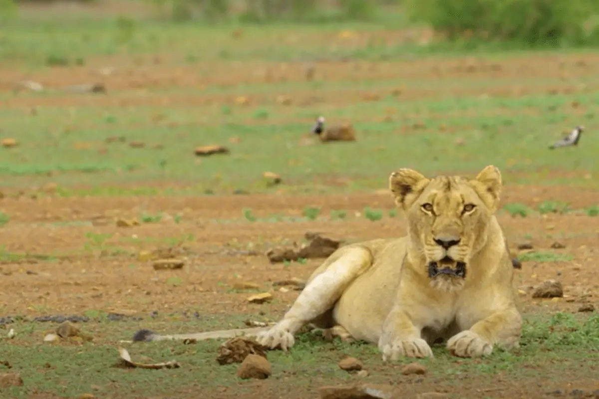 Kruger National Park is one of the best places to visit in south Africa