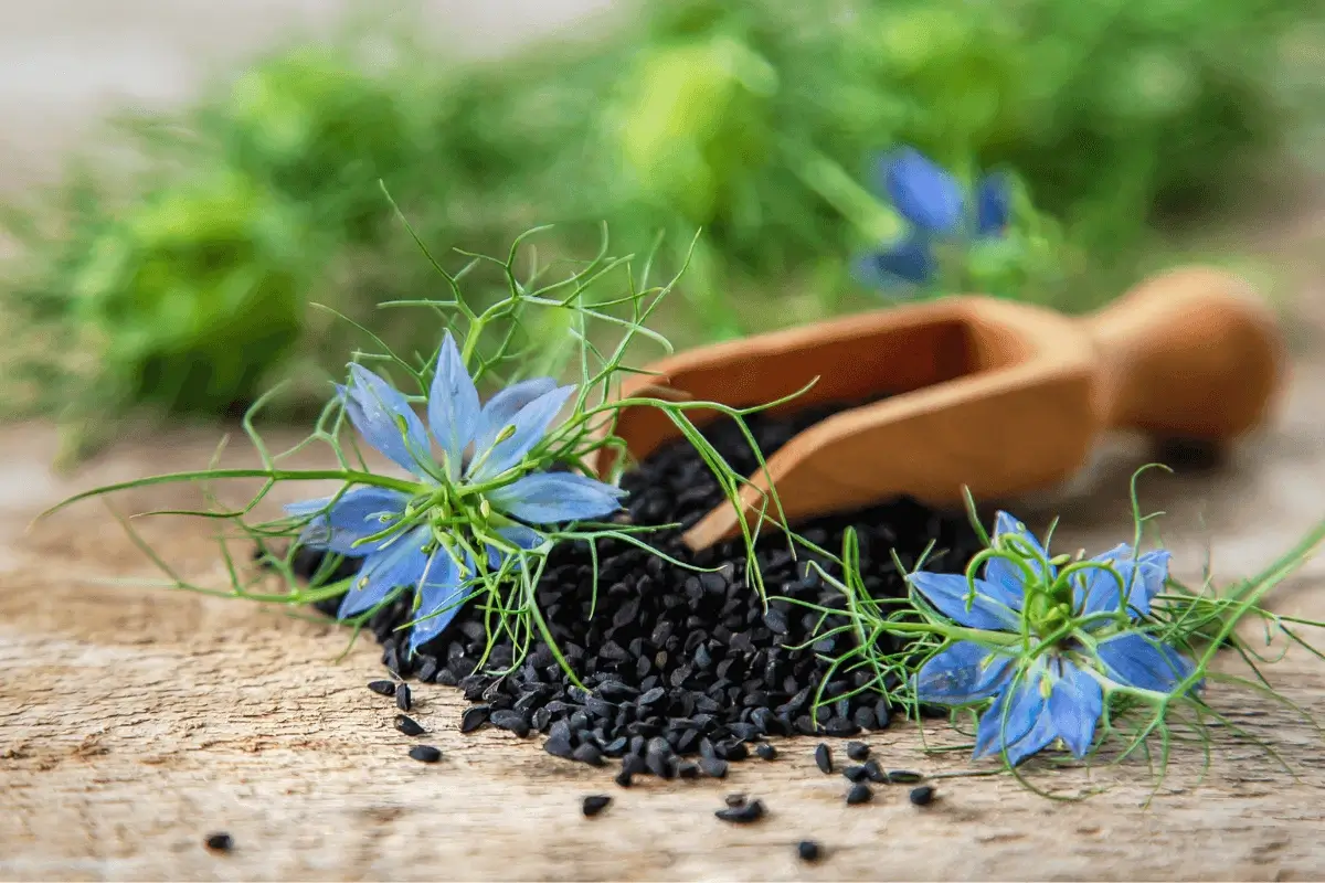 Nigella sativa