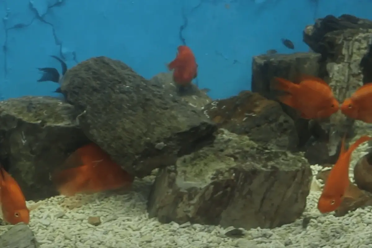 Alexandria Aquarium