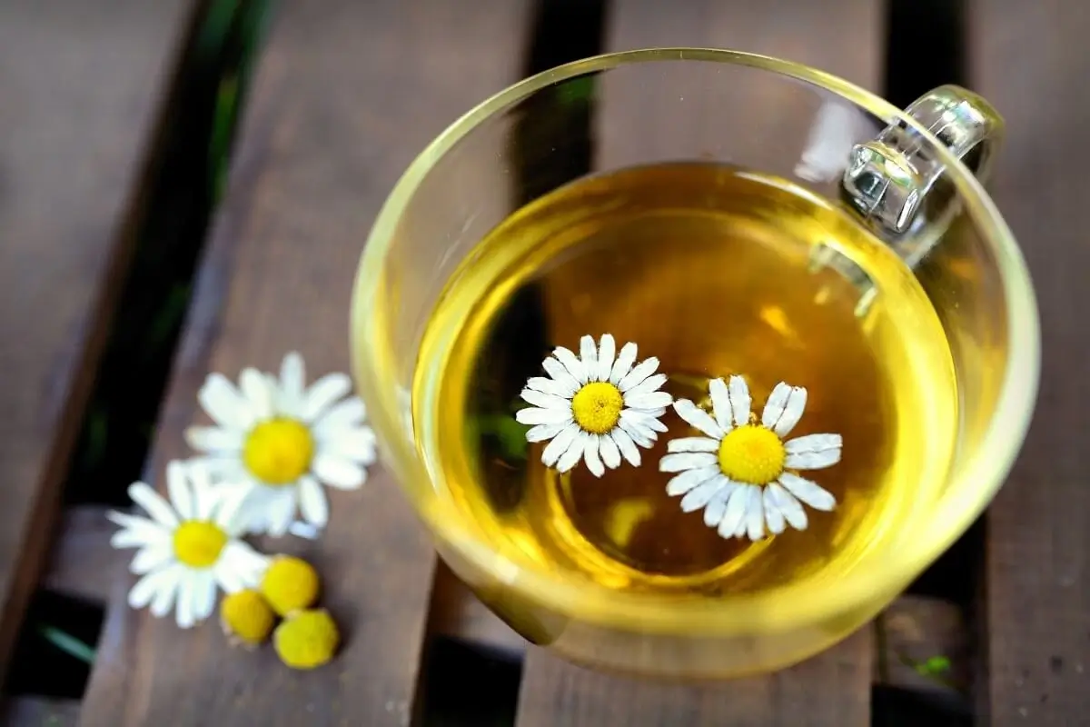 Chamomile drink