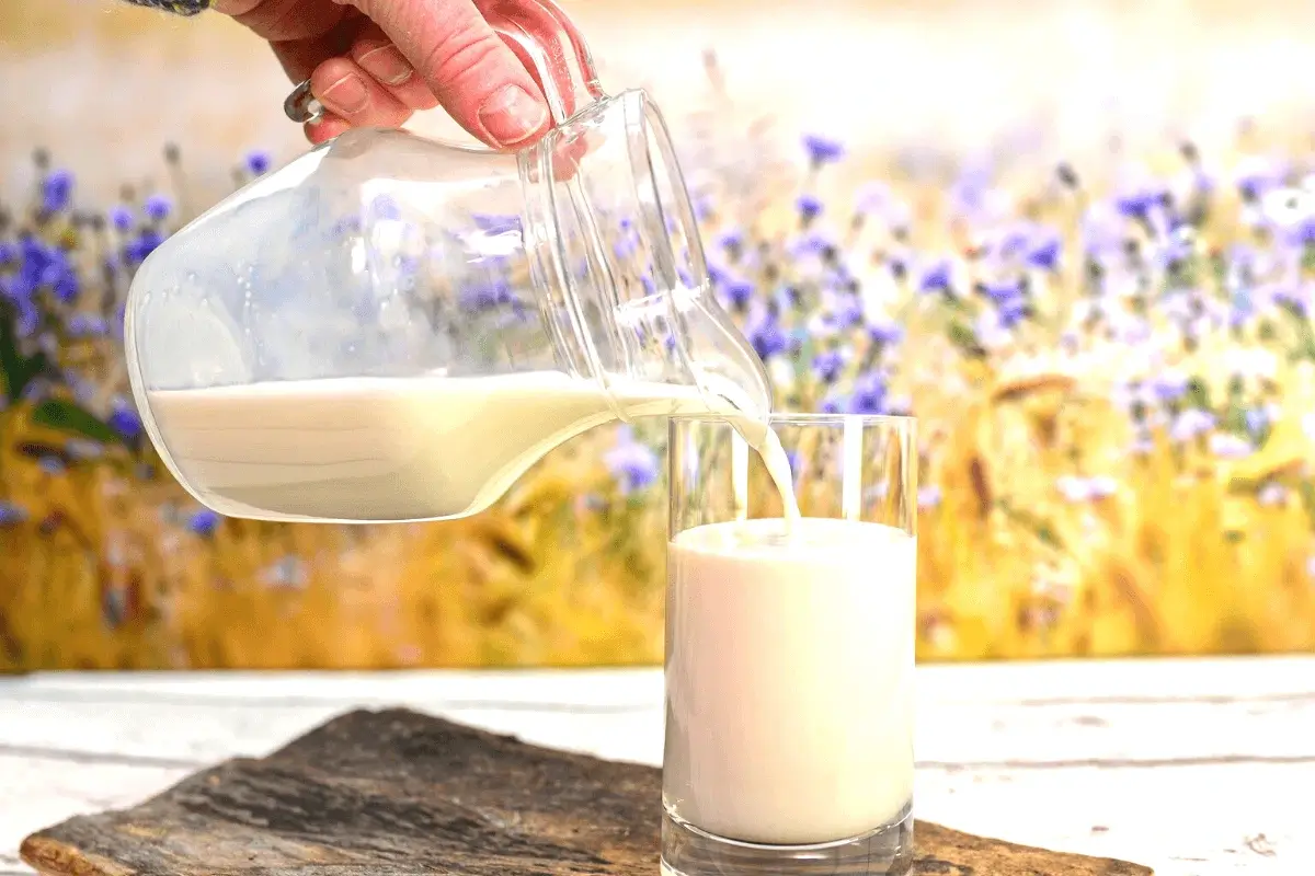 Top 10 Lactose Free Milk in Egypt Listing Best