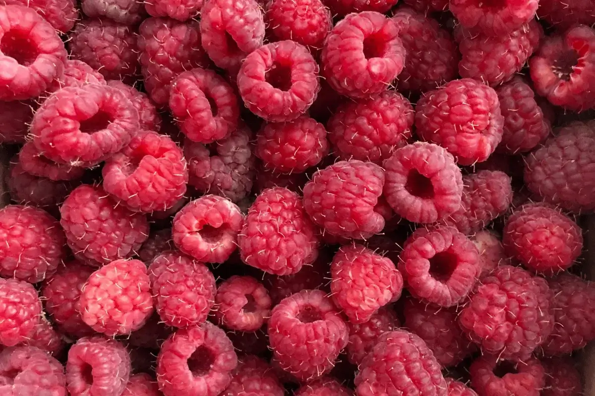 Red berries is one of the best foods to kill the amoeba