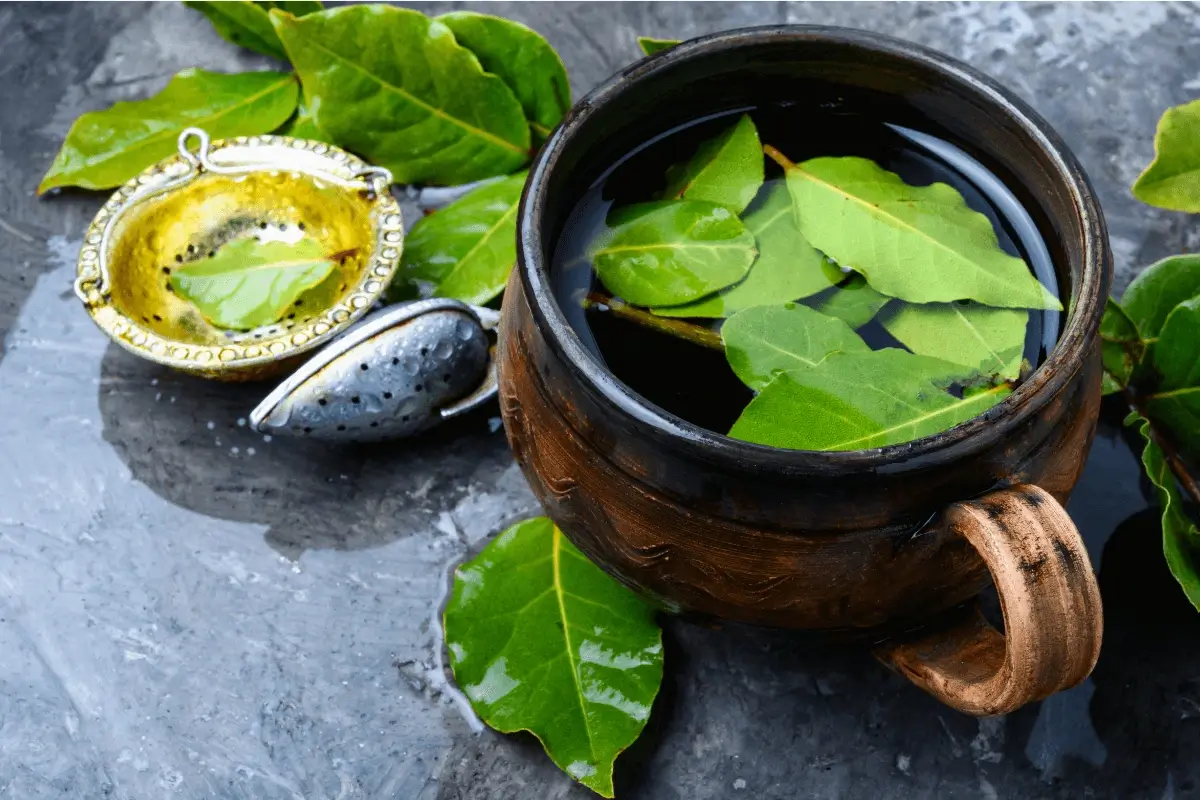 Bay leaf drink is one of the best drinks to lose belly fat