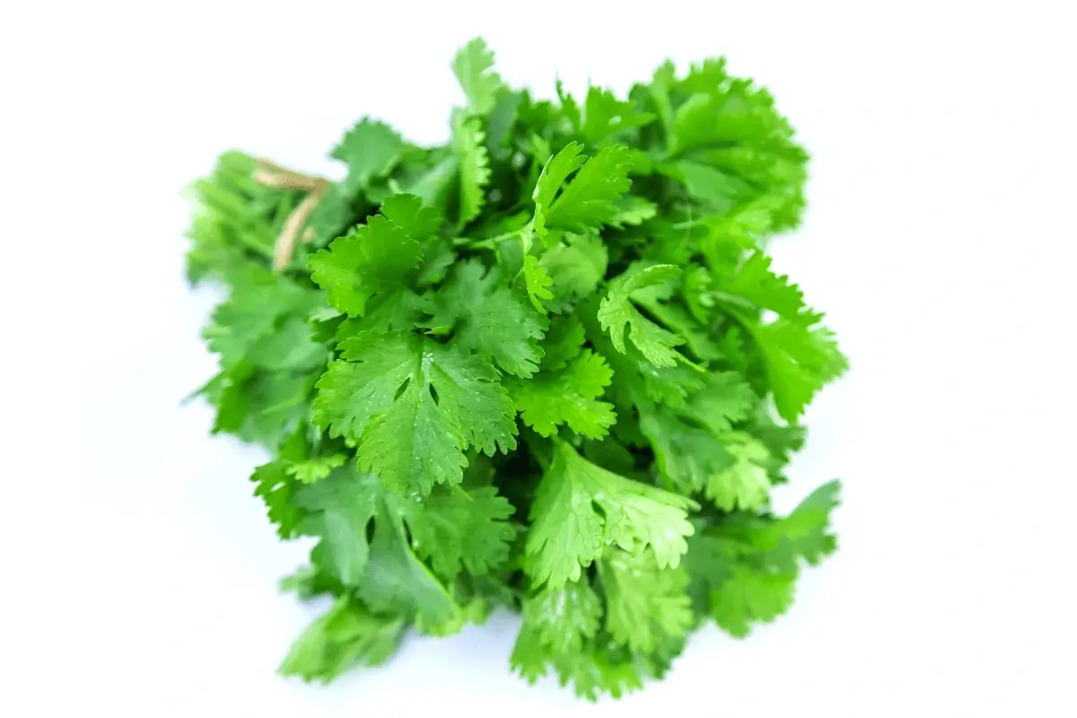 Coriander leaves is one of the best herbs to increase platelets