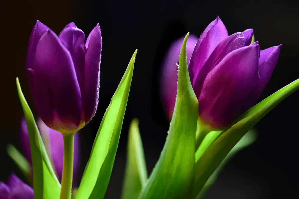 Purple flowers