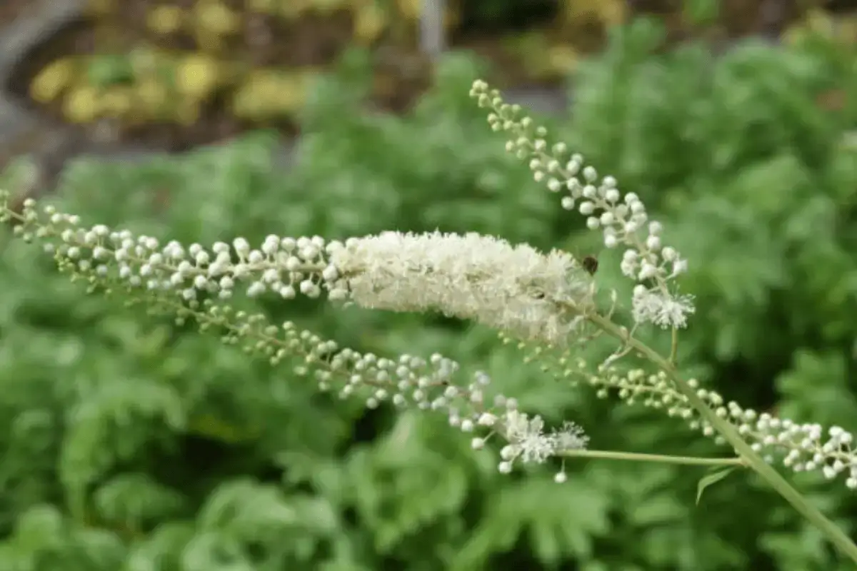 Black cohosh drink is one of the top drinks that increase estrogen