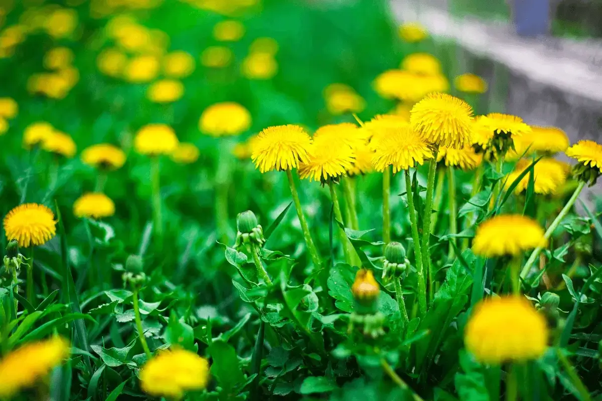 Dandelion Thyme is one of the top herbs that kill cancer cells