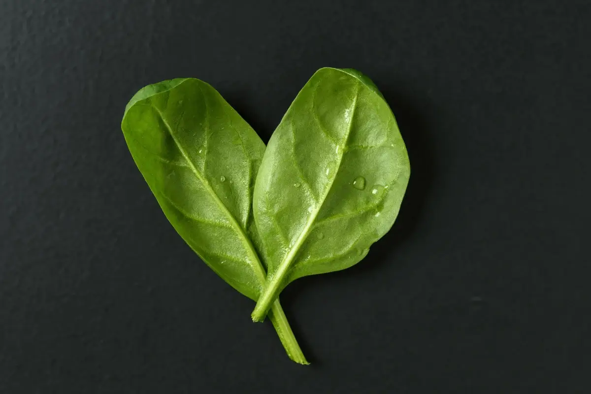 Spinach is one of the top herbs to increase platelets