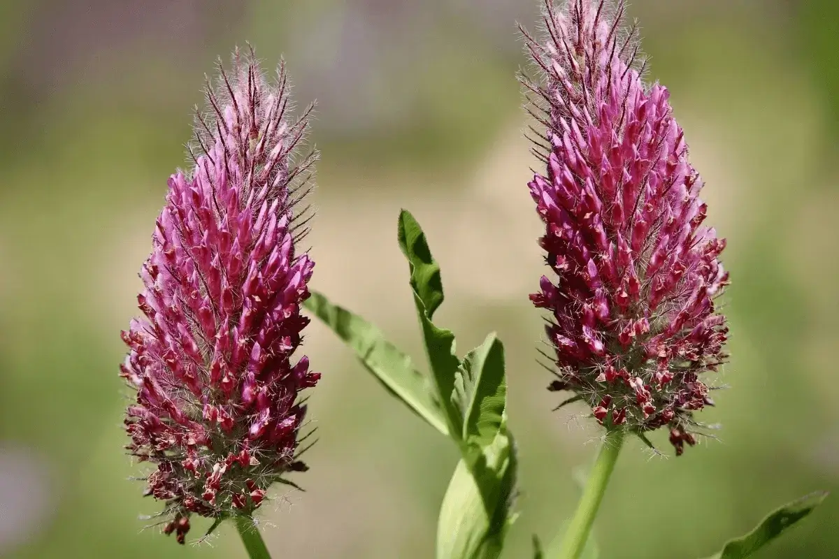 Red Clover drink is the most herb to increase estrogen