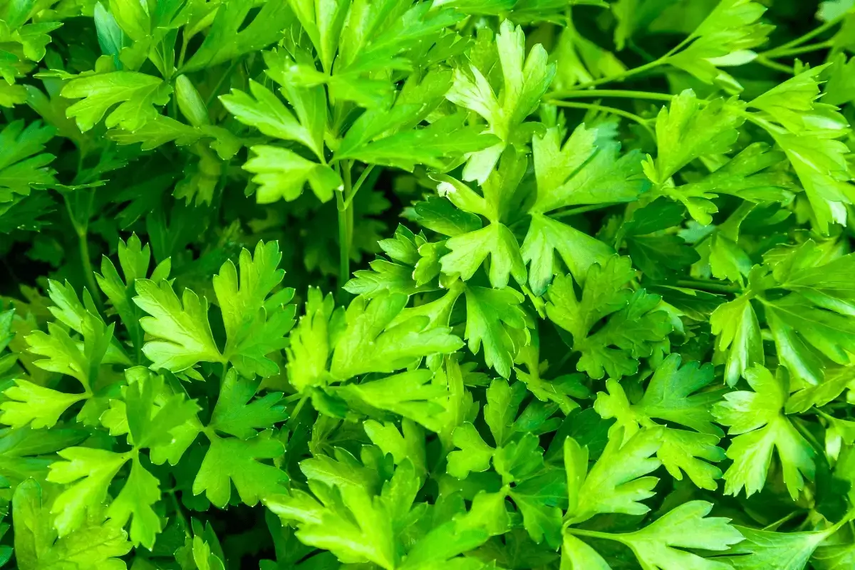 Parsley drink is one of the best empty stomach drinks for weight loss