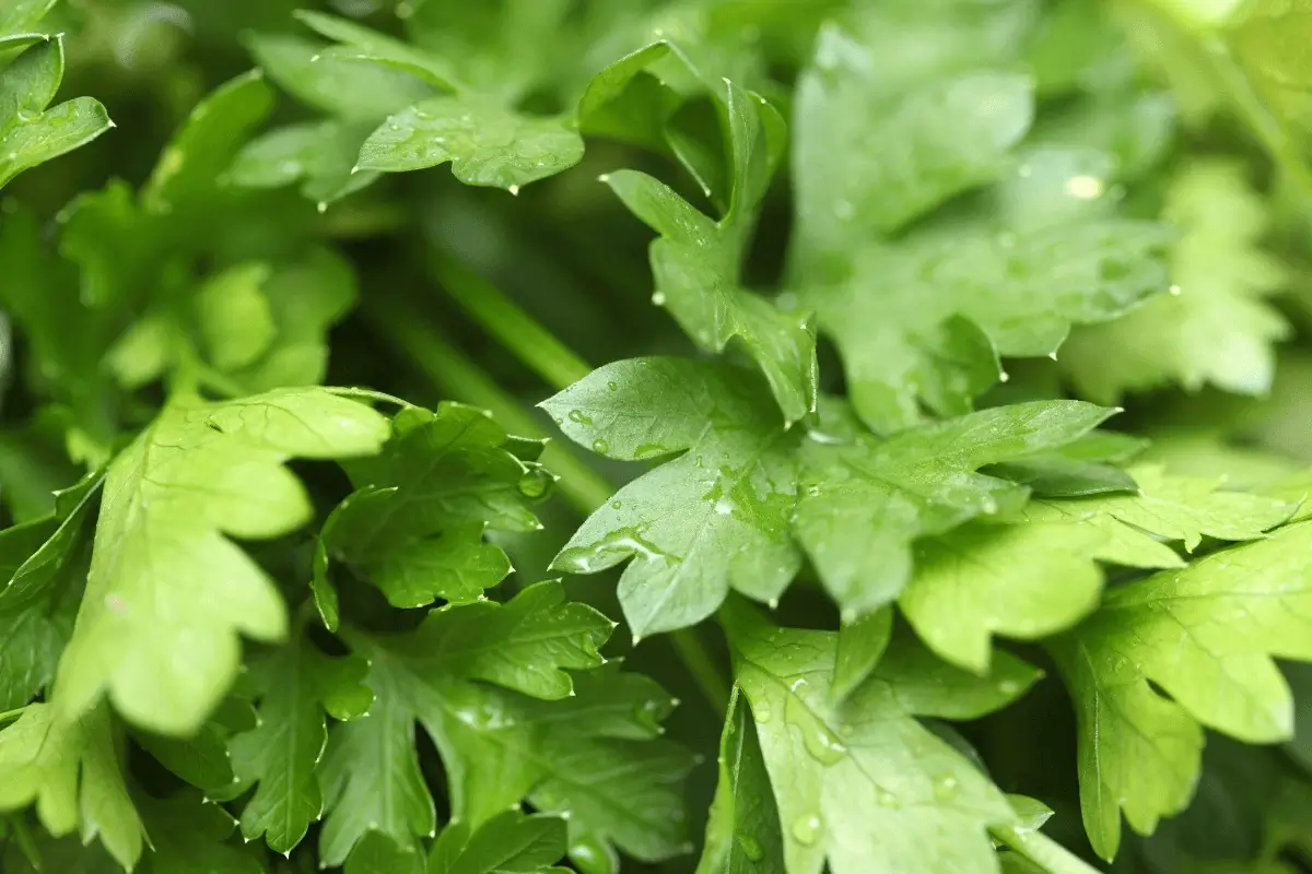 Parsley is one of the best herbs to increase blood platelets
