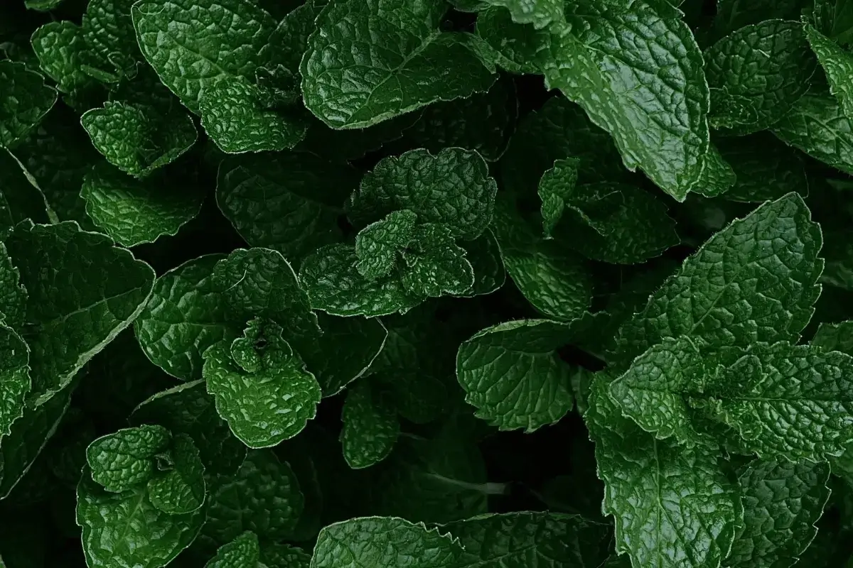 Mint is one of the most foods and drinks that make you sleepy
