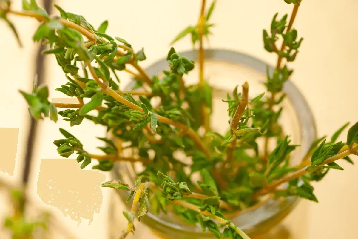 Thyme