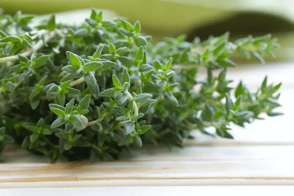 Thyme is good for nervous stomach