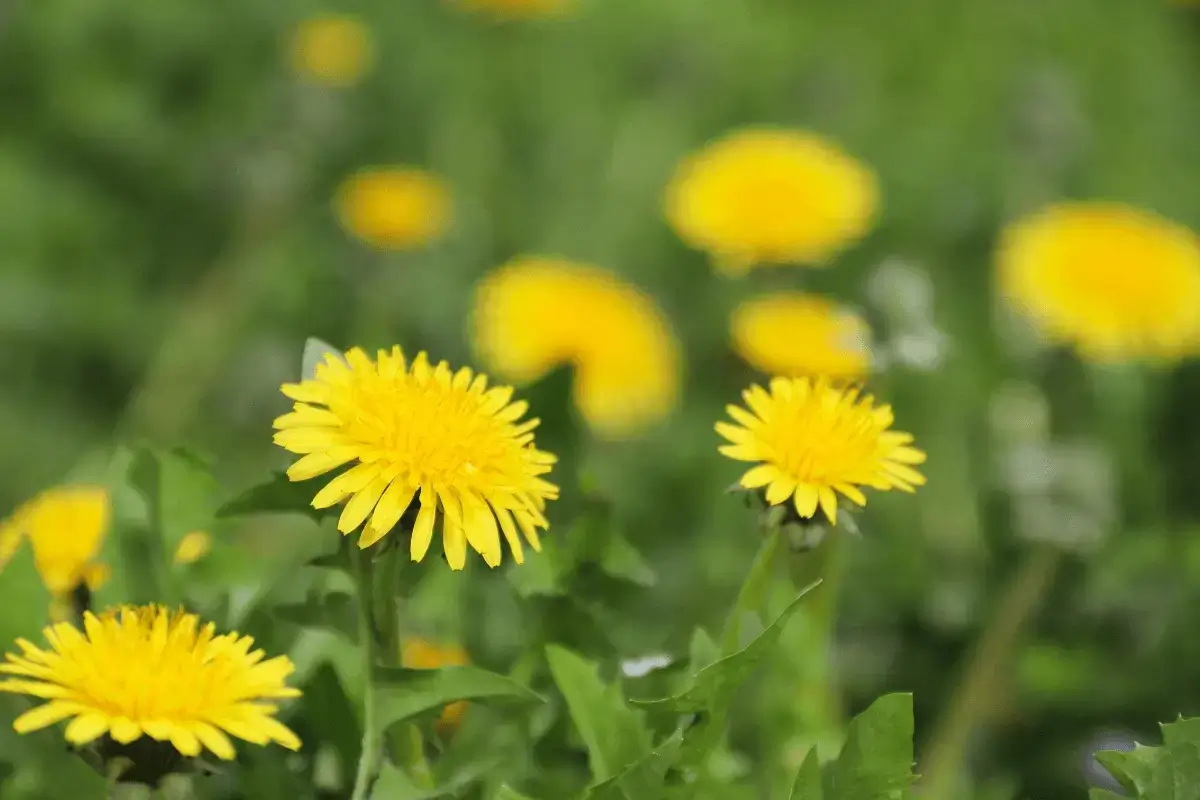 Green dandelion is helps for nervous stomach