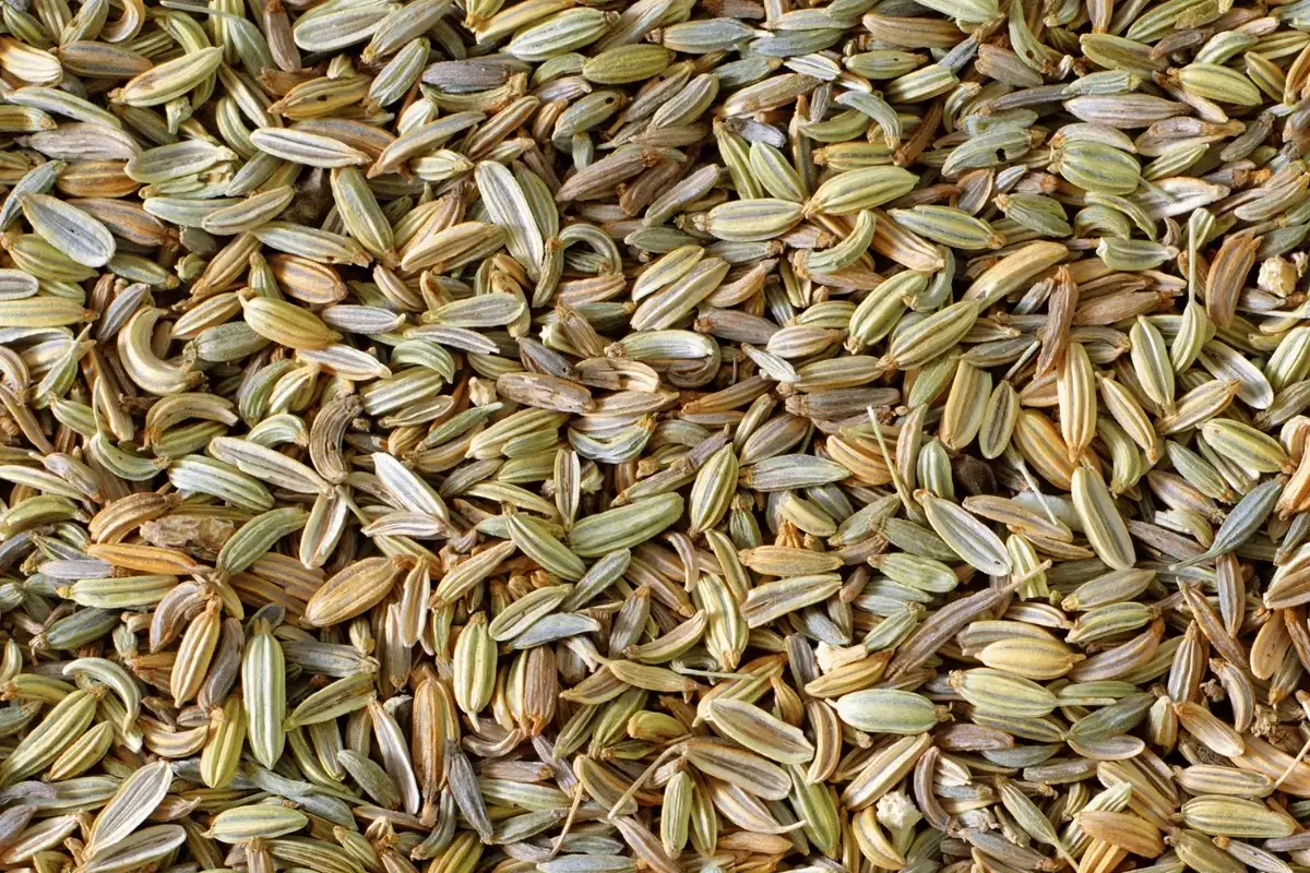 Fennel is one of the most herbs for nervous stomach