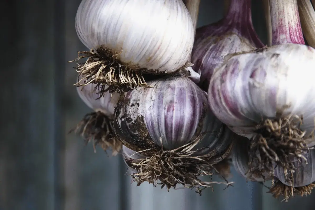 Garlic drink