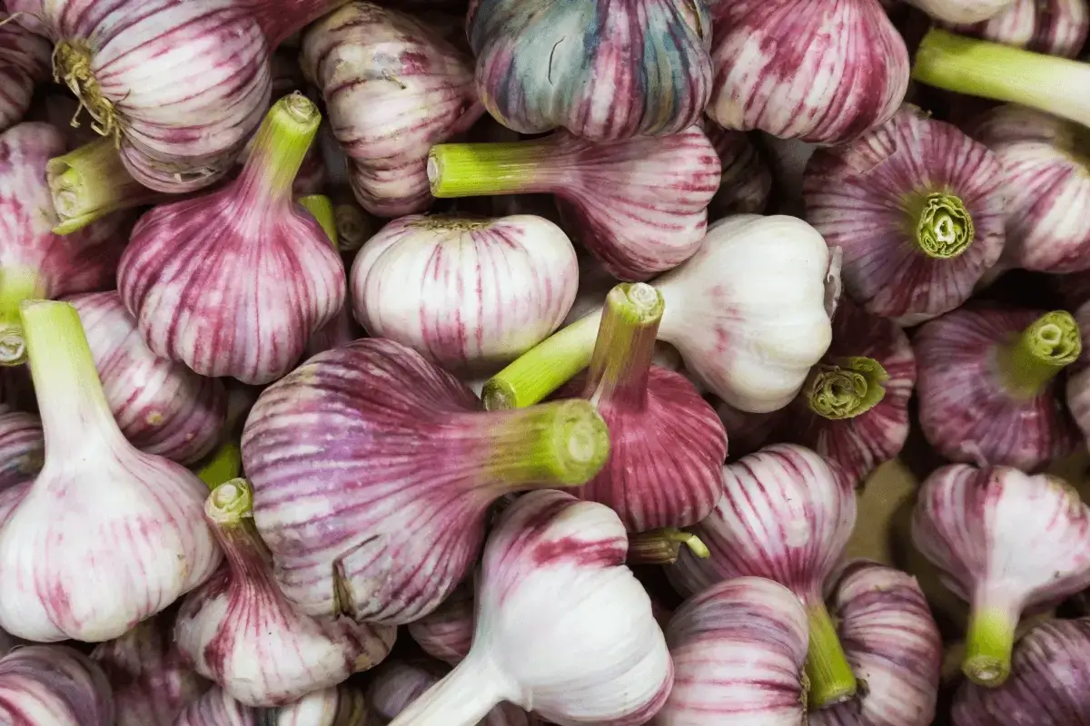 Garlic