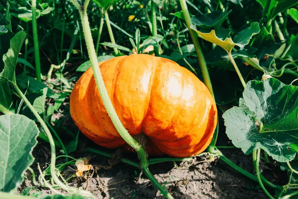 Pumpkin is one of the healthy food