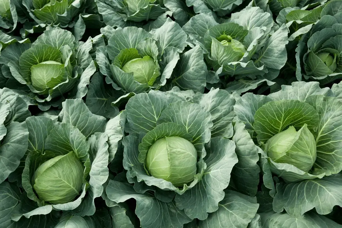 Cabbage is one of the best foods that enhance memory