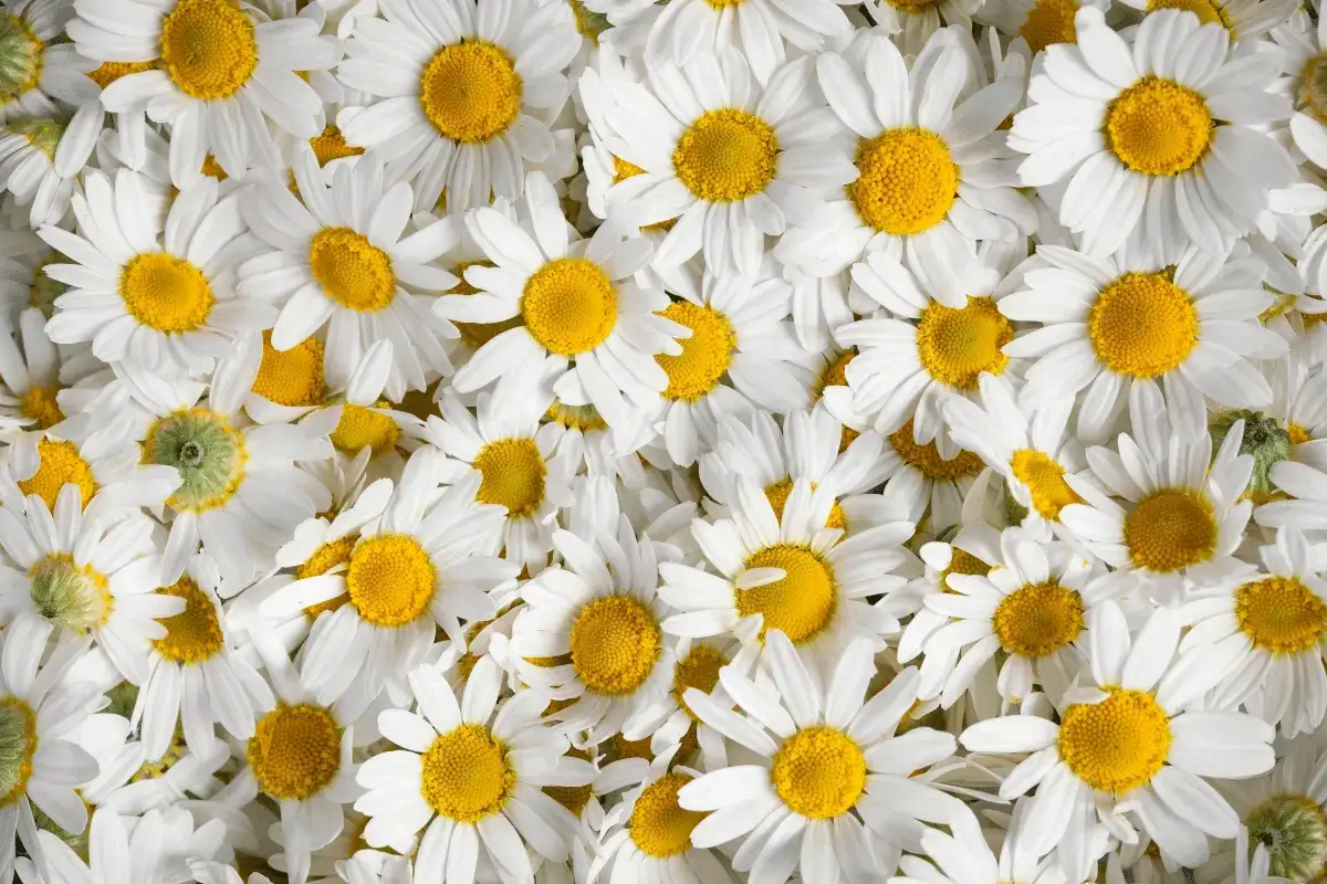 Chamomile is helps for constipation