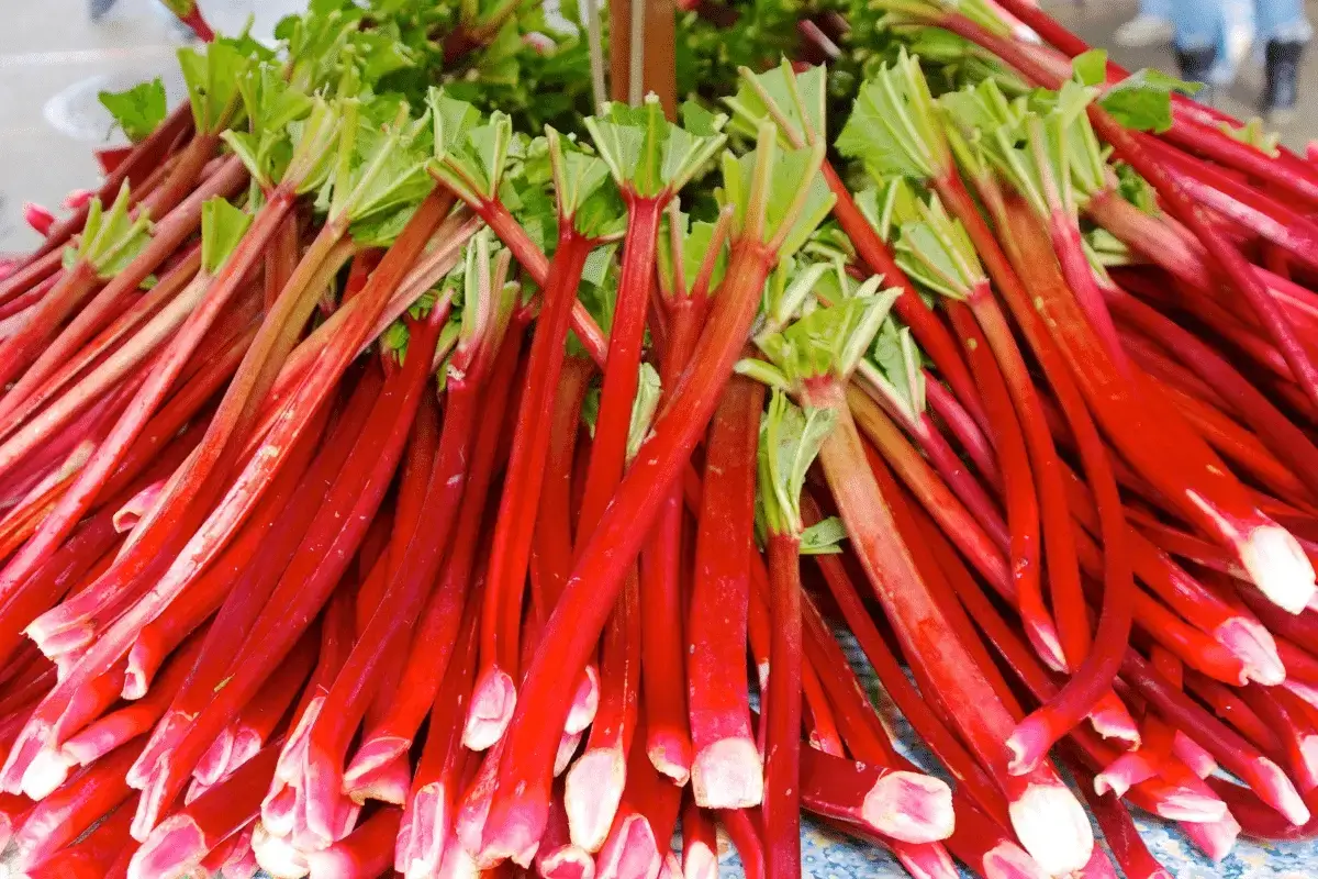 Rhubarb is one of the best laxative herbs