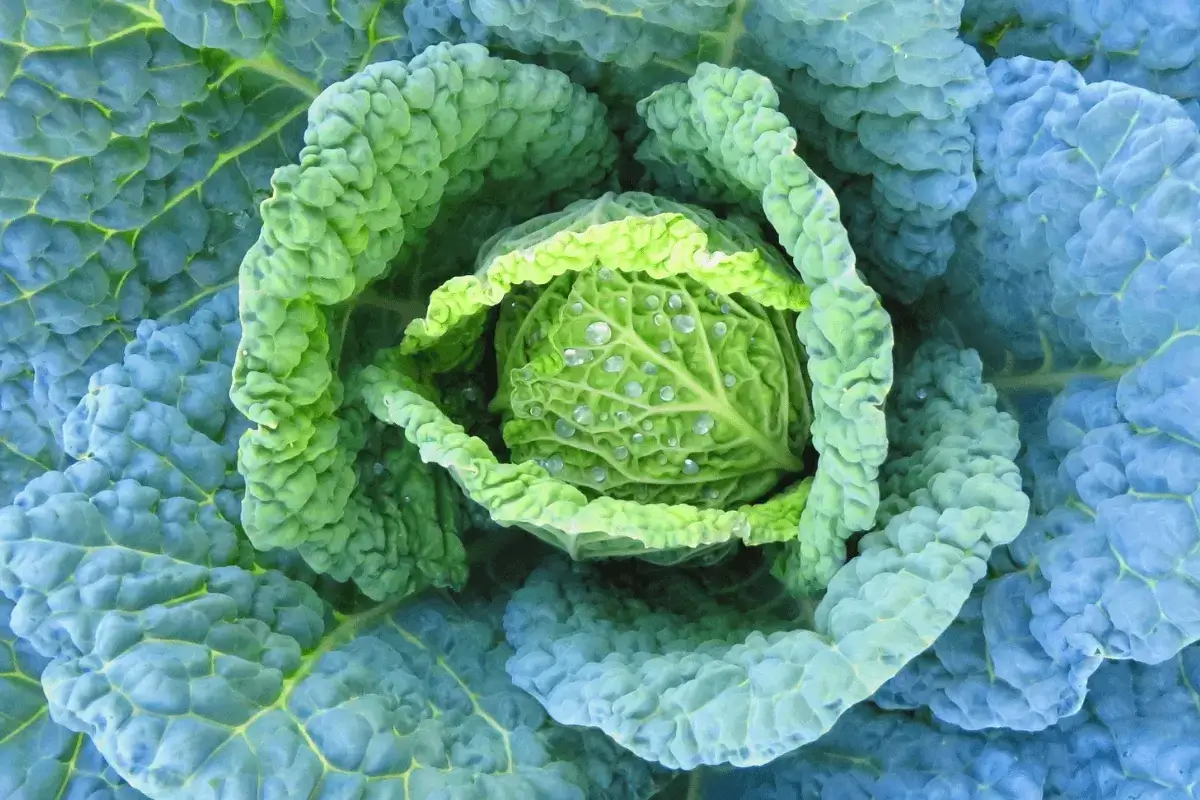 Cabbage is good for stomach ulcer