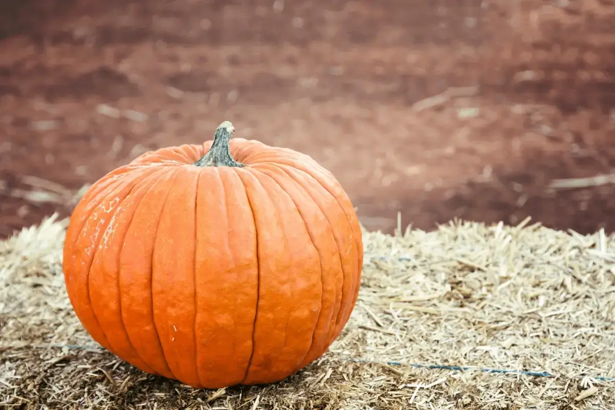Pumpkin is one if the most foods rich in fiber
