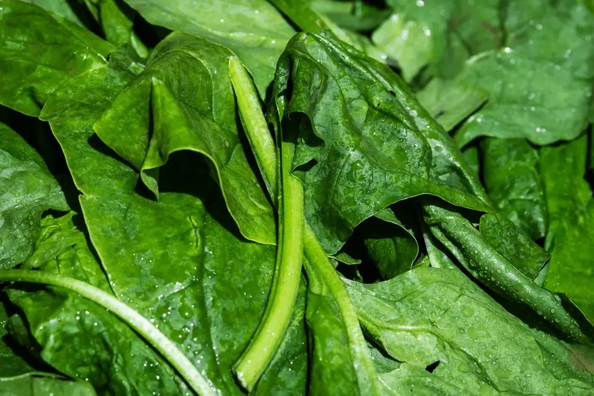 Spinach is helps for stomach ulcer