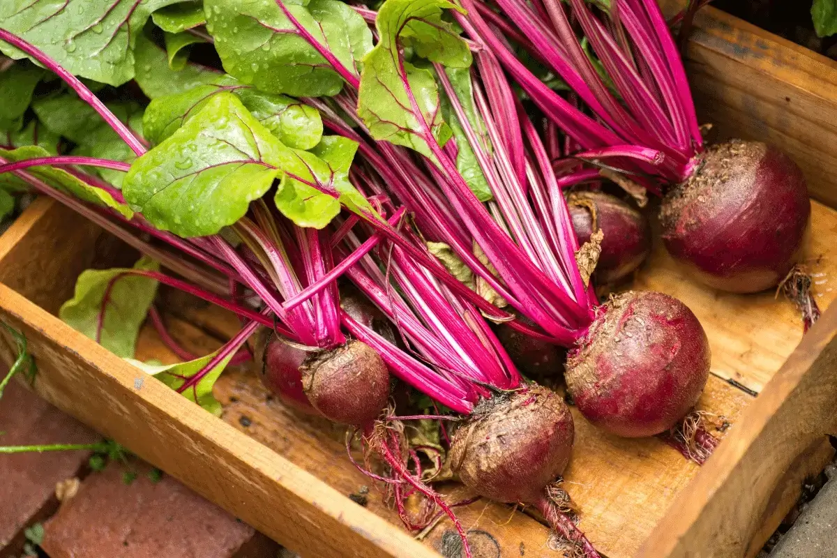 Red beet is good for iron