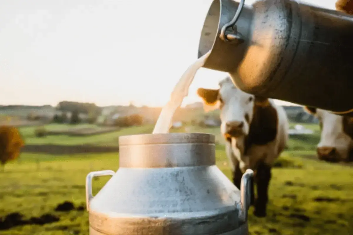 Cows milk is one of the most milk to gain weight