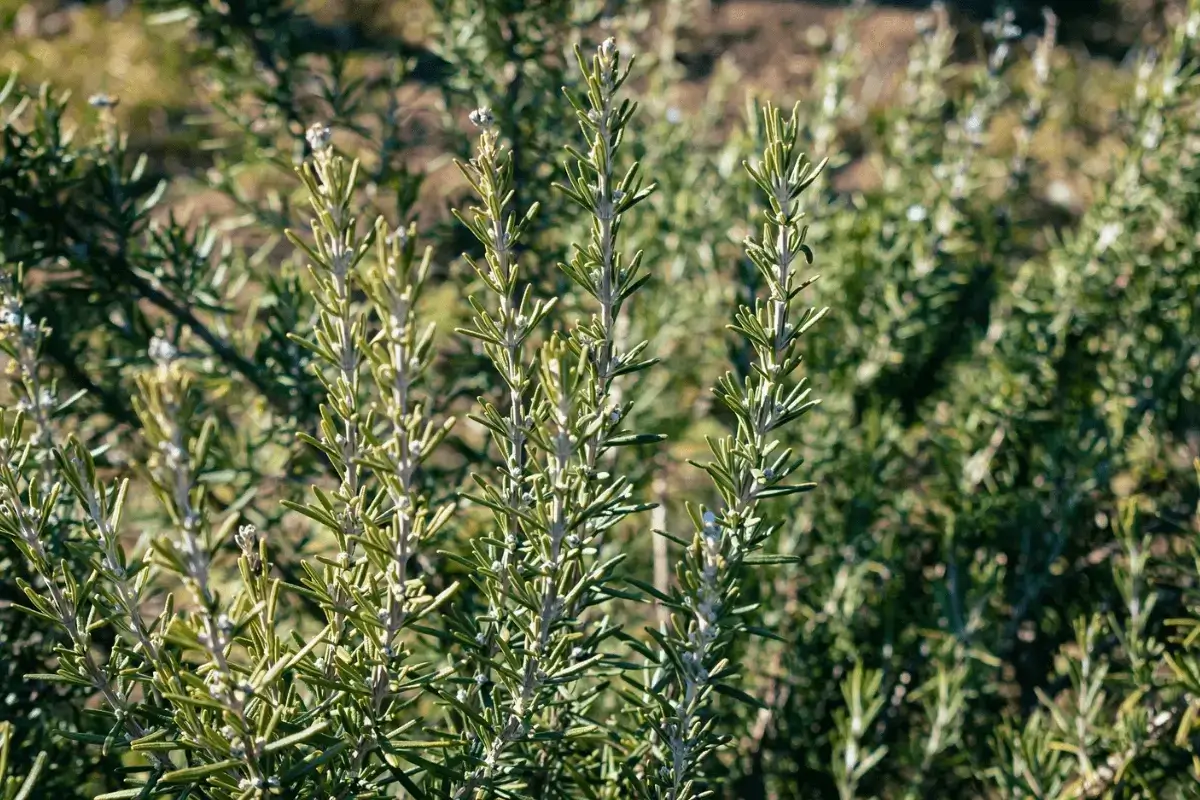 Eating natural herbs