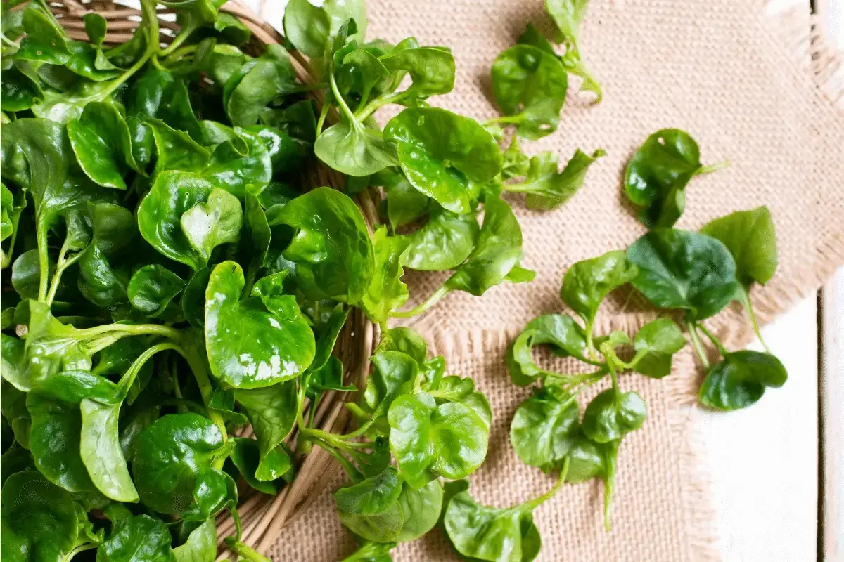 Benefits of watercress for the body