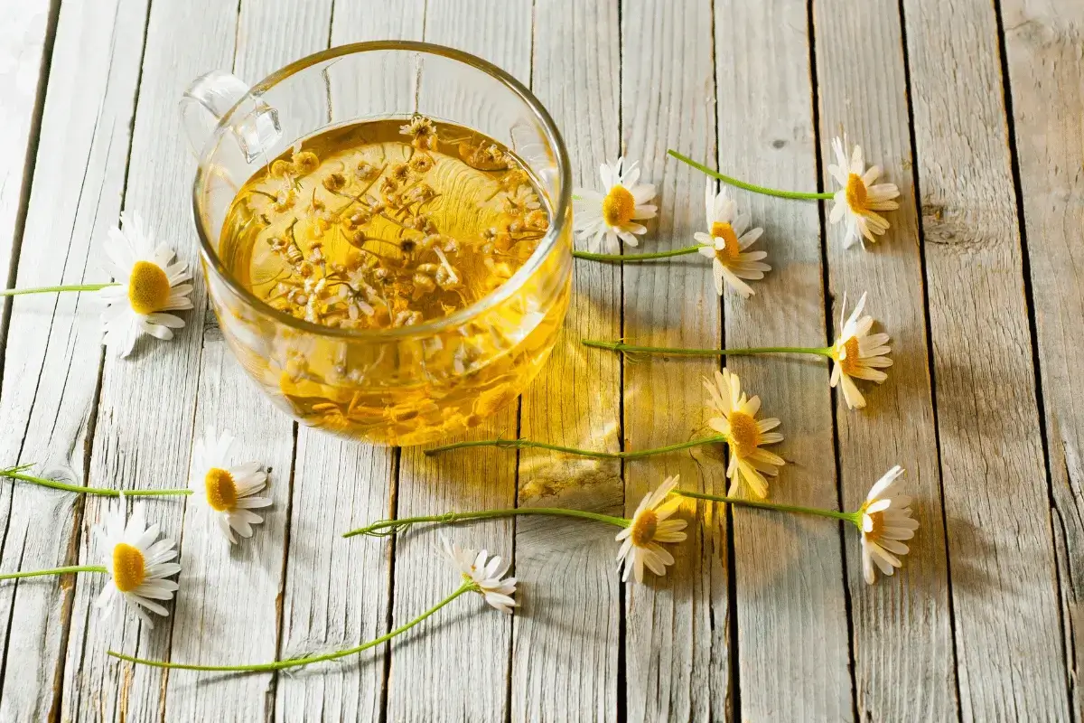 Chamomile tea is one of the best drinks for acidity