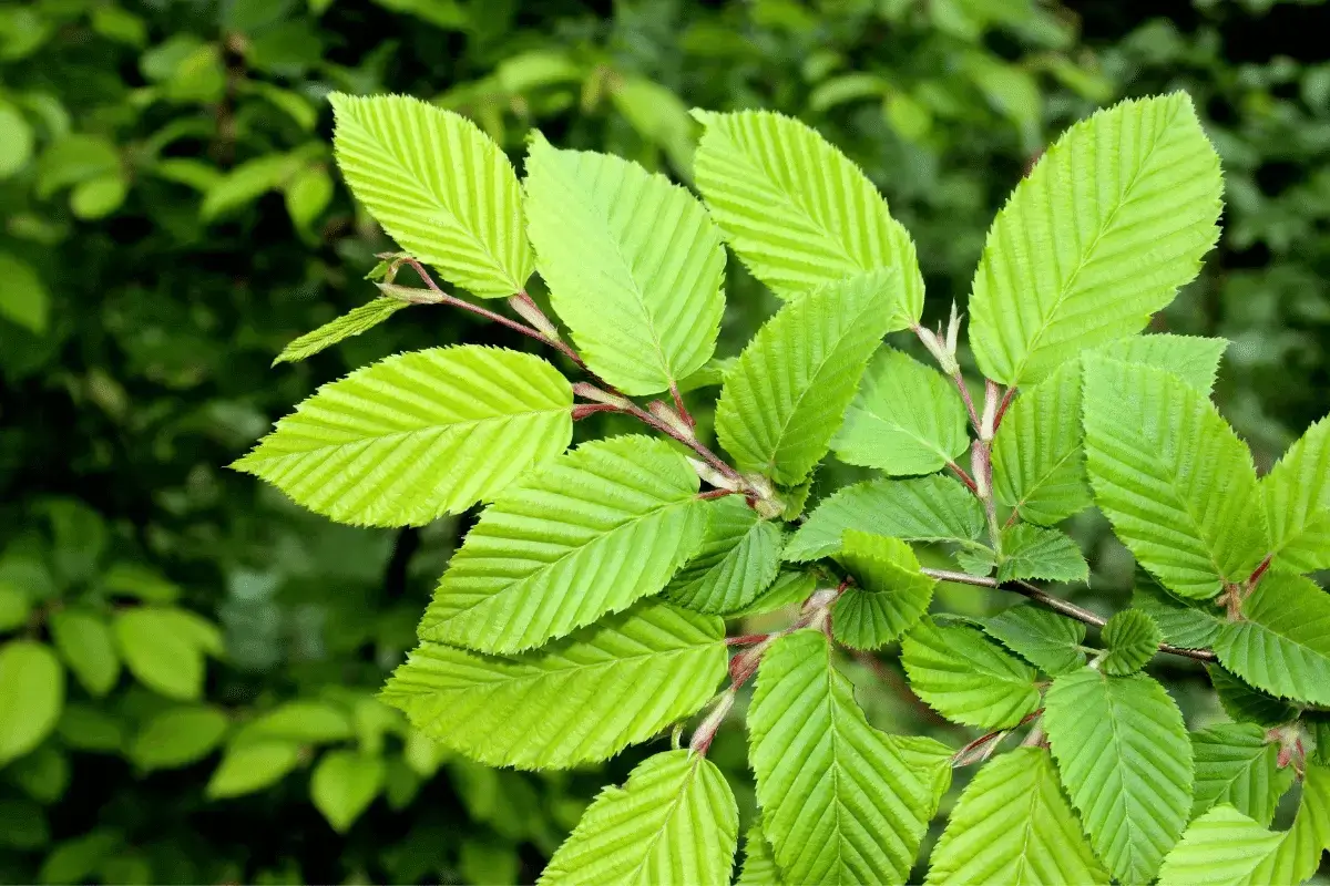 Slippery elm is one of the top herbs for gastroesophageal reflux disease