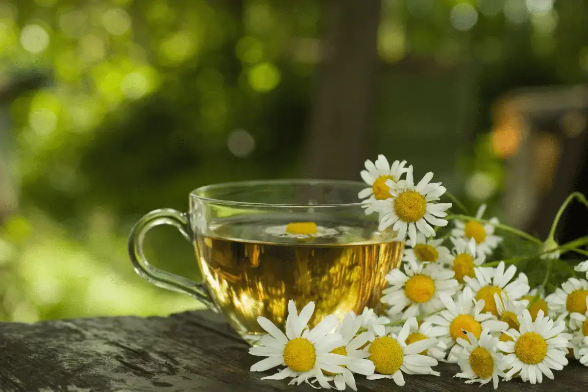Chamomile tea is one of the best herbs for colon and bloating