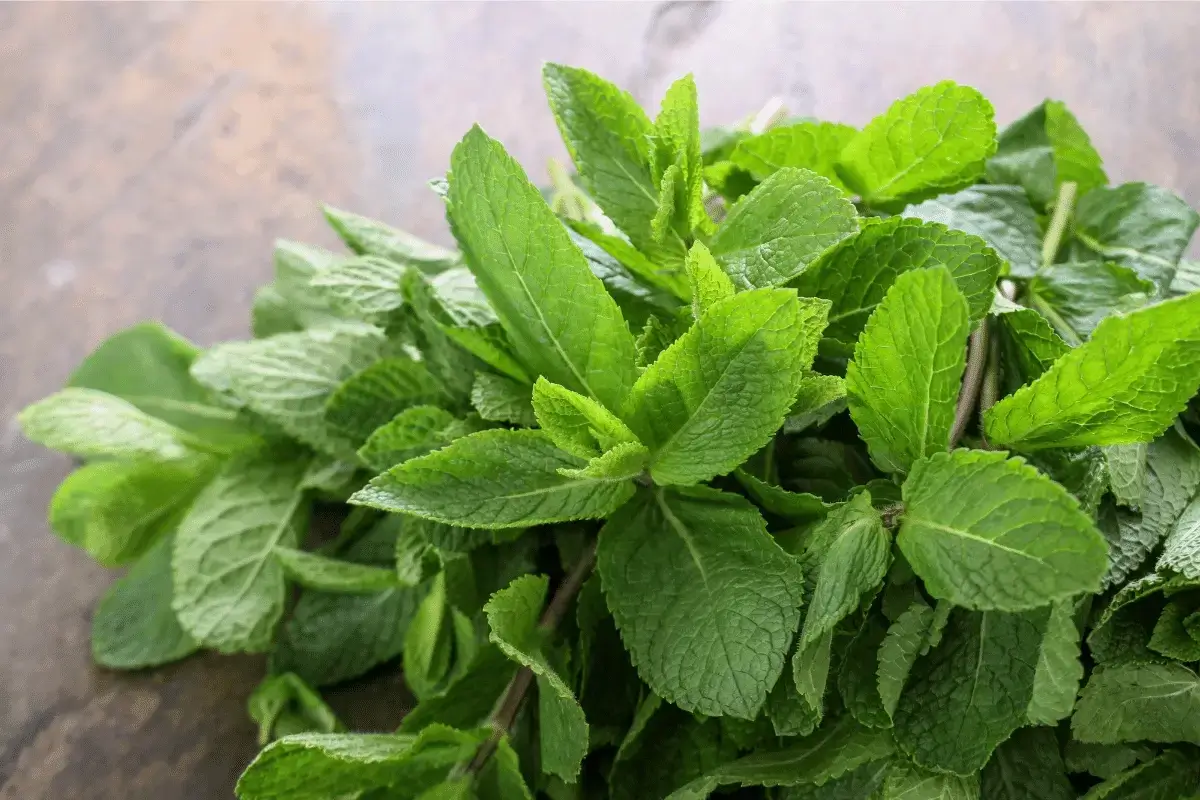 Mint is one of the herbs for GERD