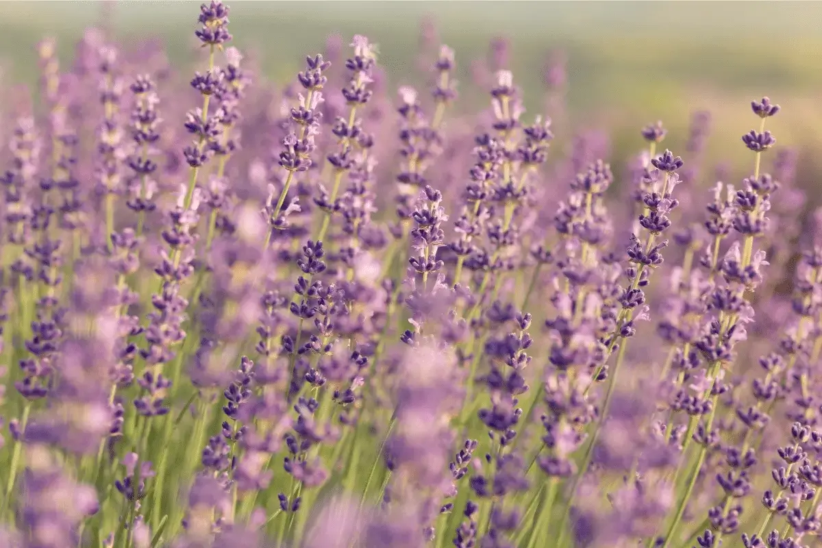 Lavender is helps for GERD