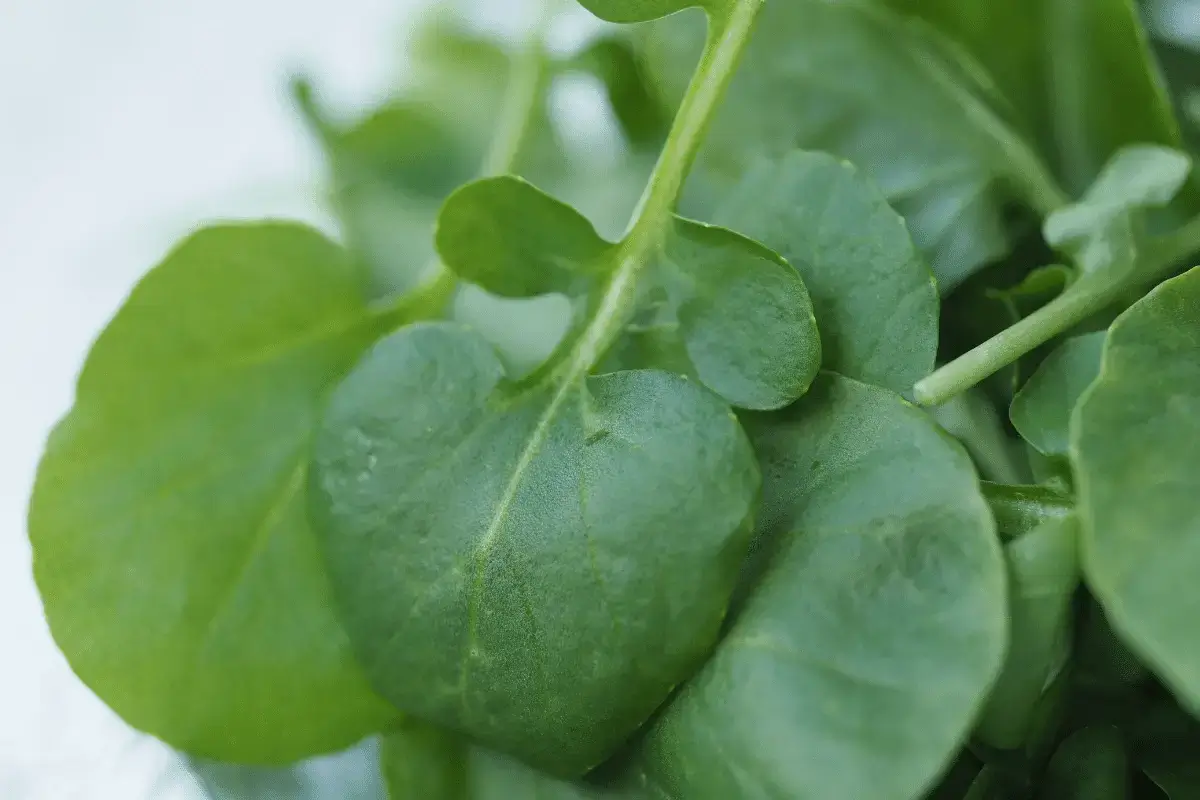 The benefits of watercress for the nerves