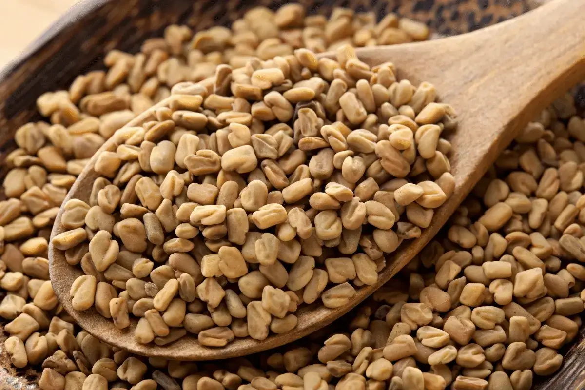 Fenugreek