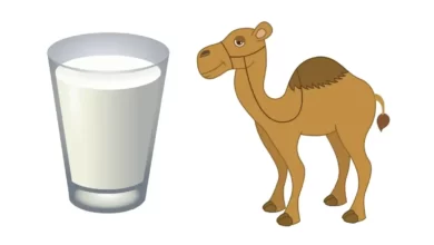 Top 10 Benefits of Camel Milk