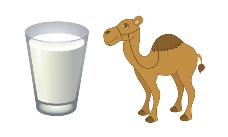 Top 10 Benefits of Camel Milk