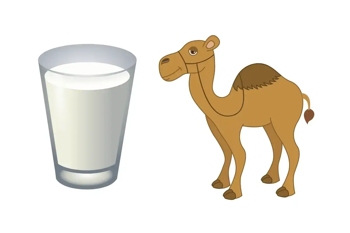 Top 10 Benefits of Camel Milk Listing Best