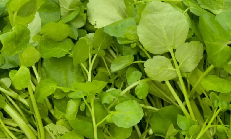 Top 10 Benefits of Watercress