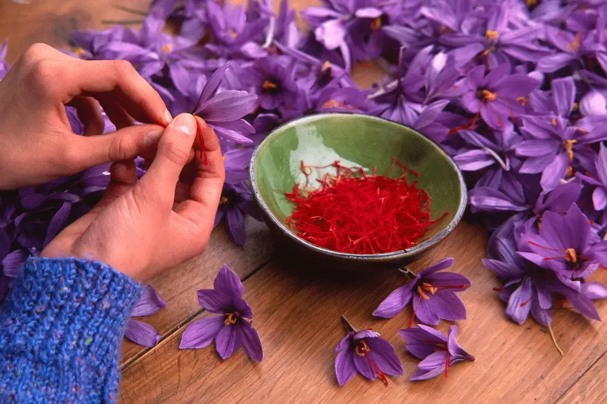 Top 10 Saffron Benefits For Women Listing Best