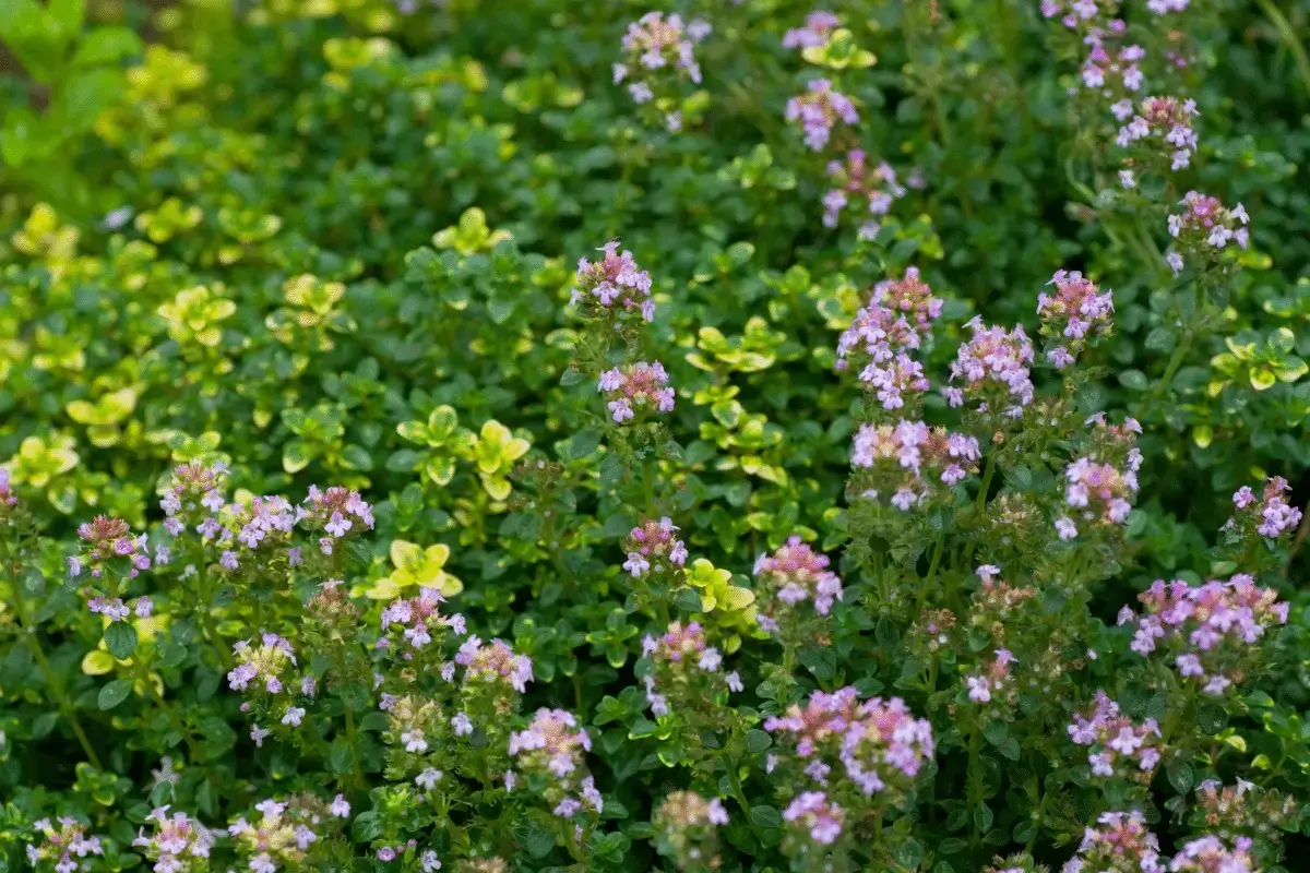 Benefits of thyme for the stomach