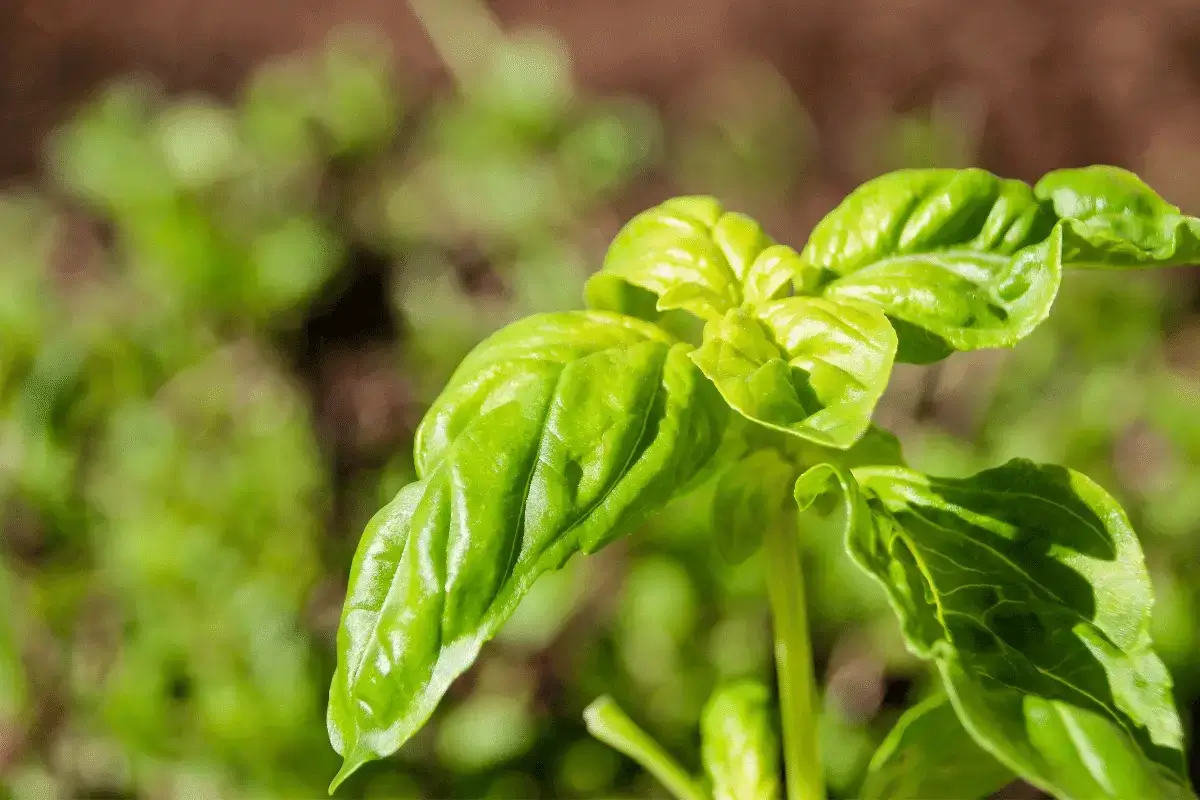 Basil herb