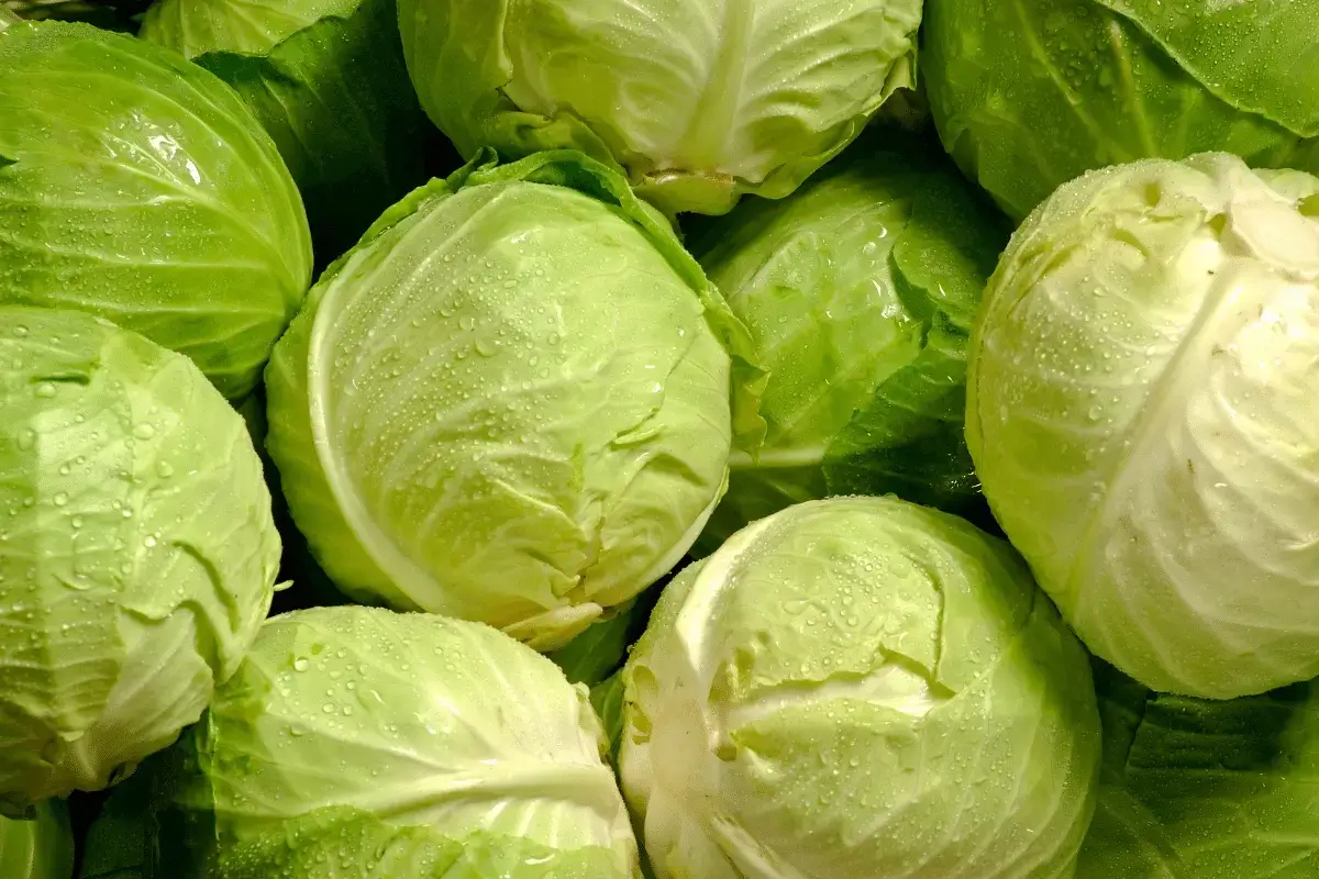 Cabbage is one of the top Colon friendly foods